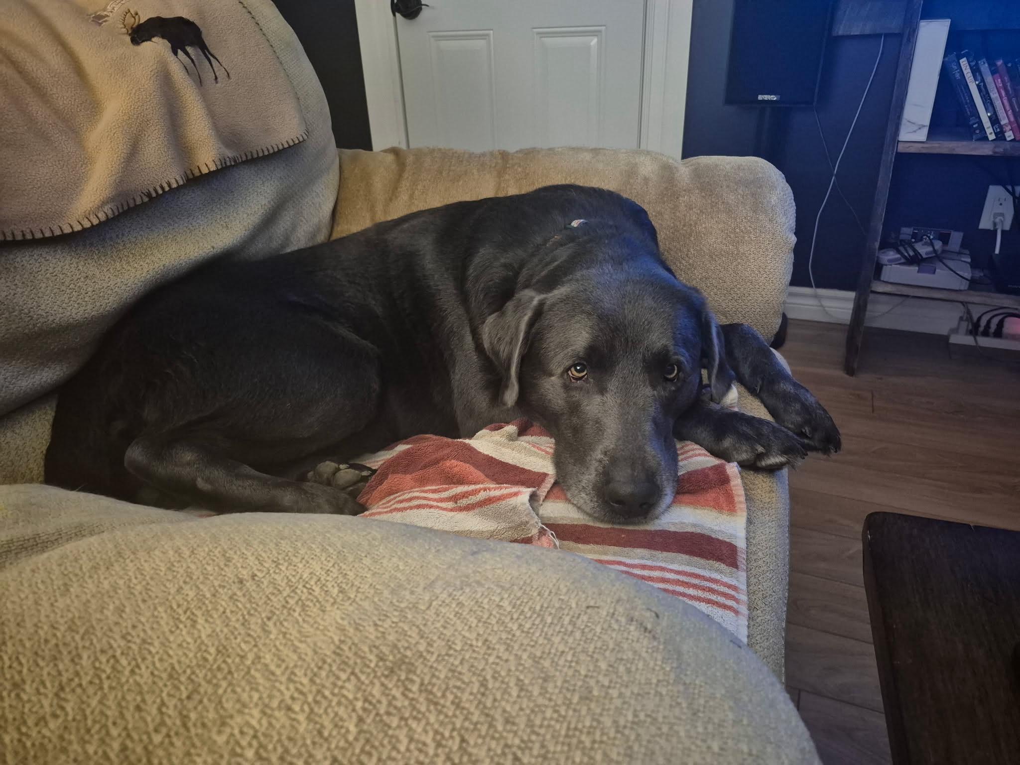 Riggs, an adoptable Labrador Retriever in Oakville, ON image 4/6