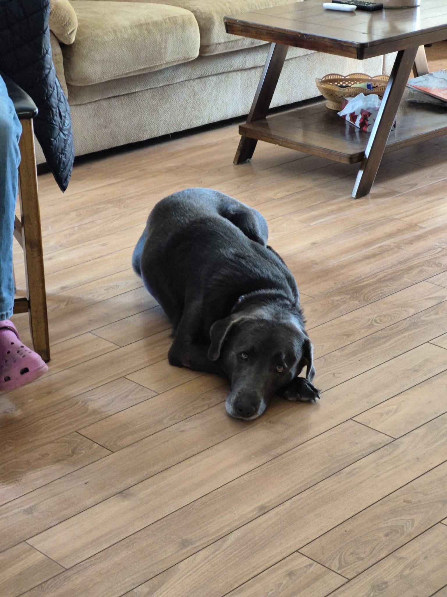Riggs, an adoptable Labrador Retriever in Oakville, ON image 6/6
