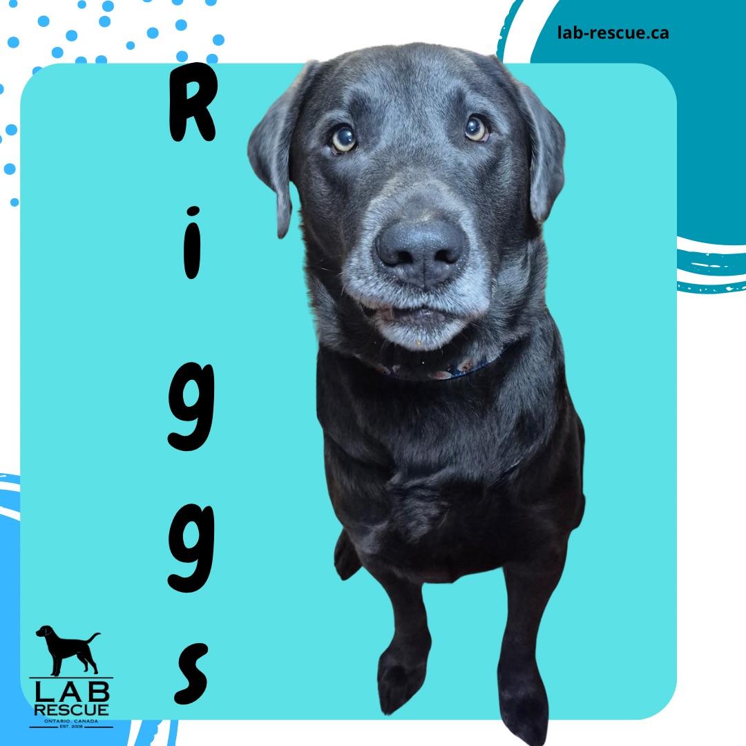 Riggs, adoptable, Young Male Labrador Retriever.