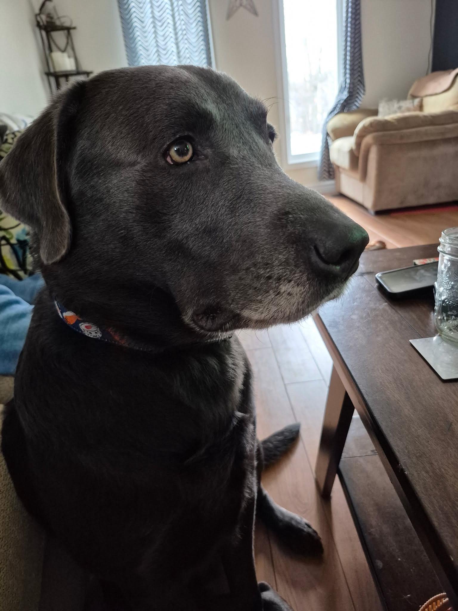 Riggs, an adoptable Labrador Retriever in Oakville, ON image 2/6