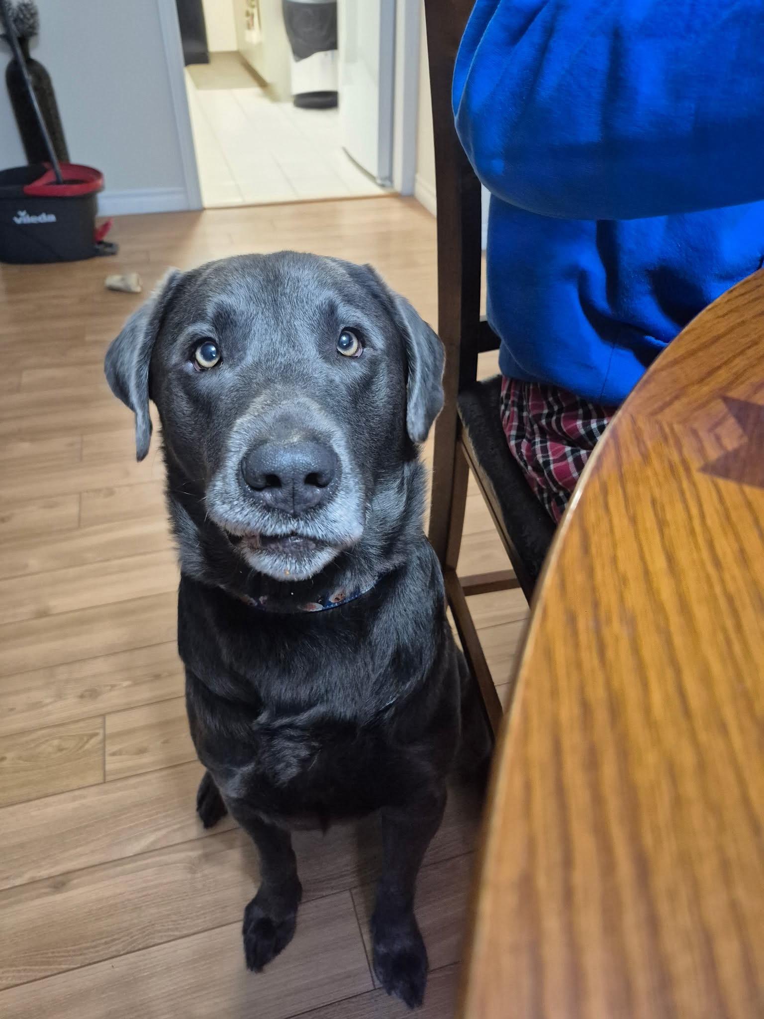 Riggs, an adoptable Labrador Retriever in Oakville, ON image 5/6