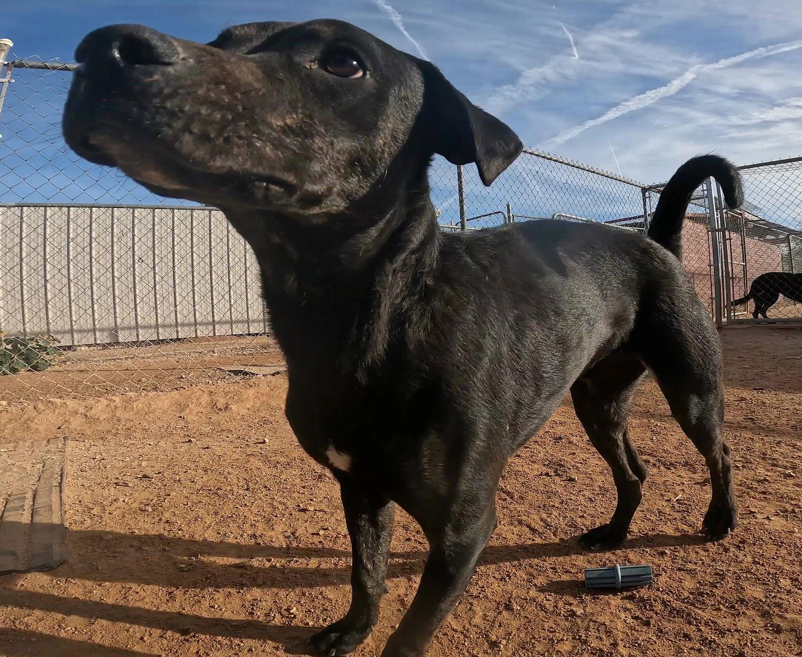 Tangerine, Adoptable, Young Male Mixed Breed.