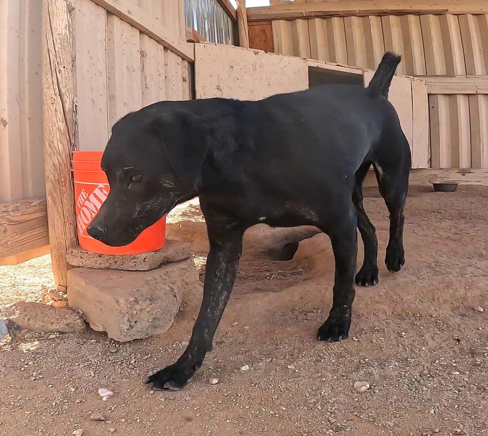 Enlarge Tangerine, a Adoptable Mixed Breed in Queen Creek, AZ image 3/3