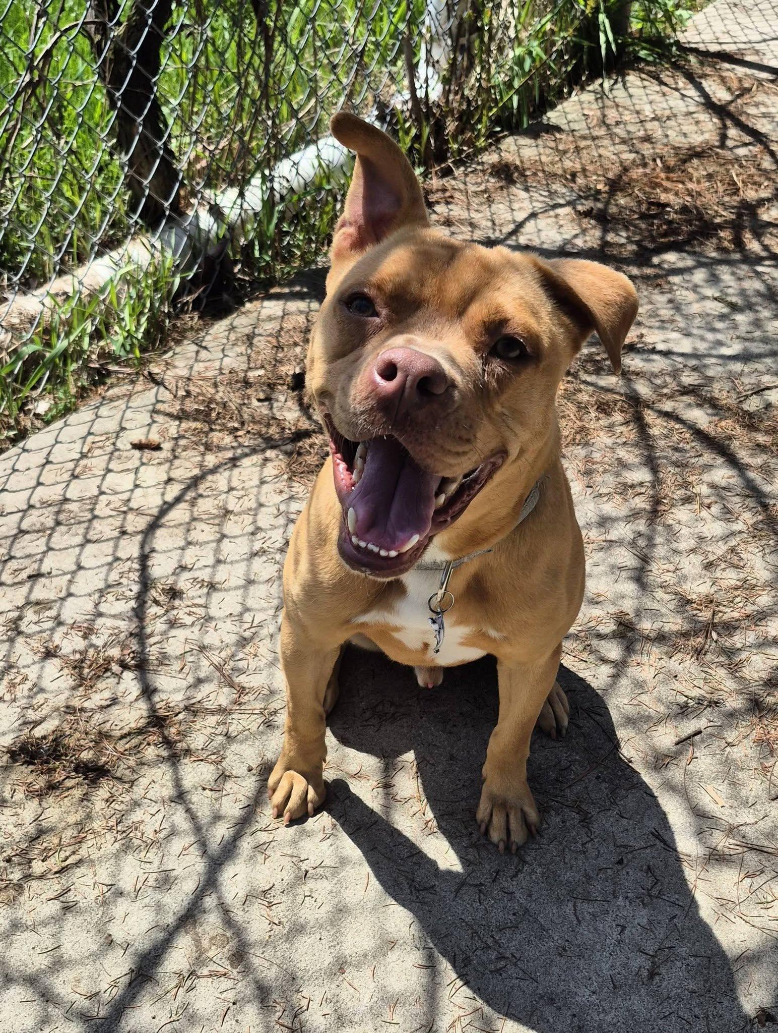 Rigsby, a ADOPTABLE mixed breed in Woodstock, ON image 2/5