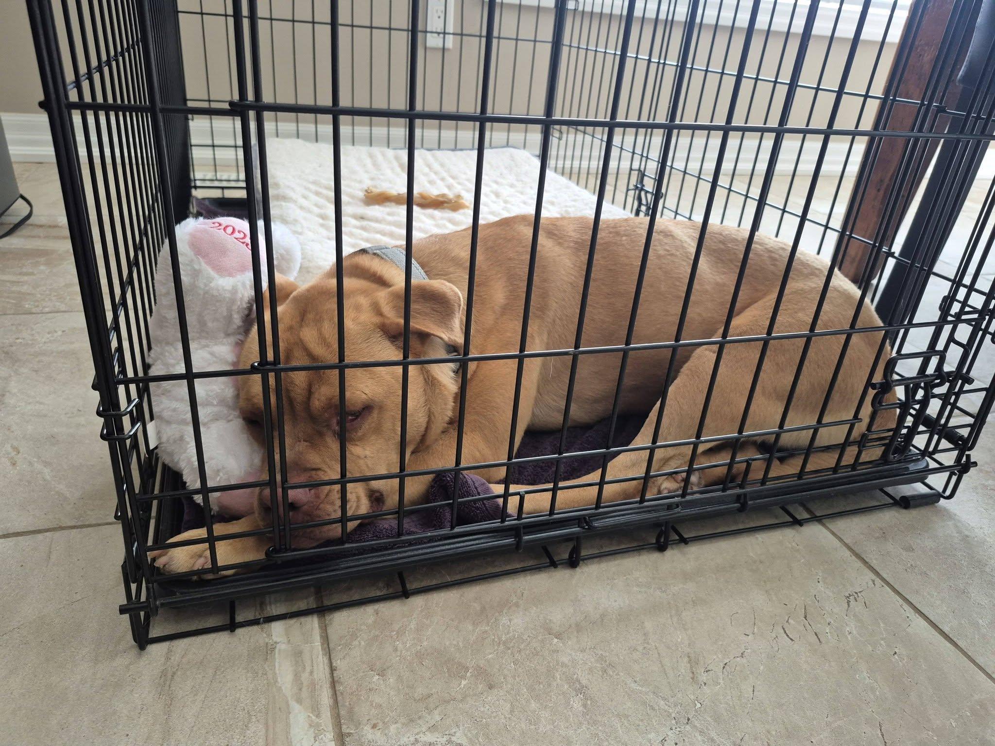 Rigsby, a ADOPTABLE mixed breed in Woodstock, ON image 3/5