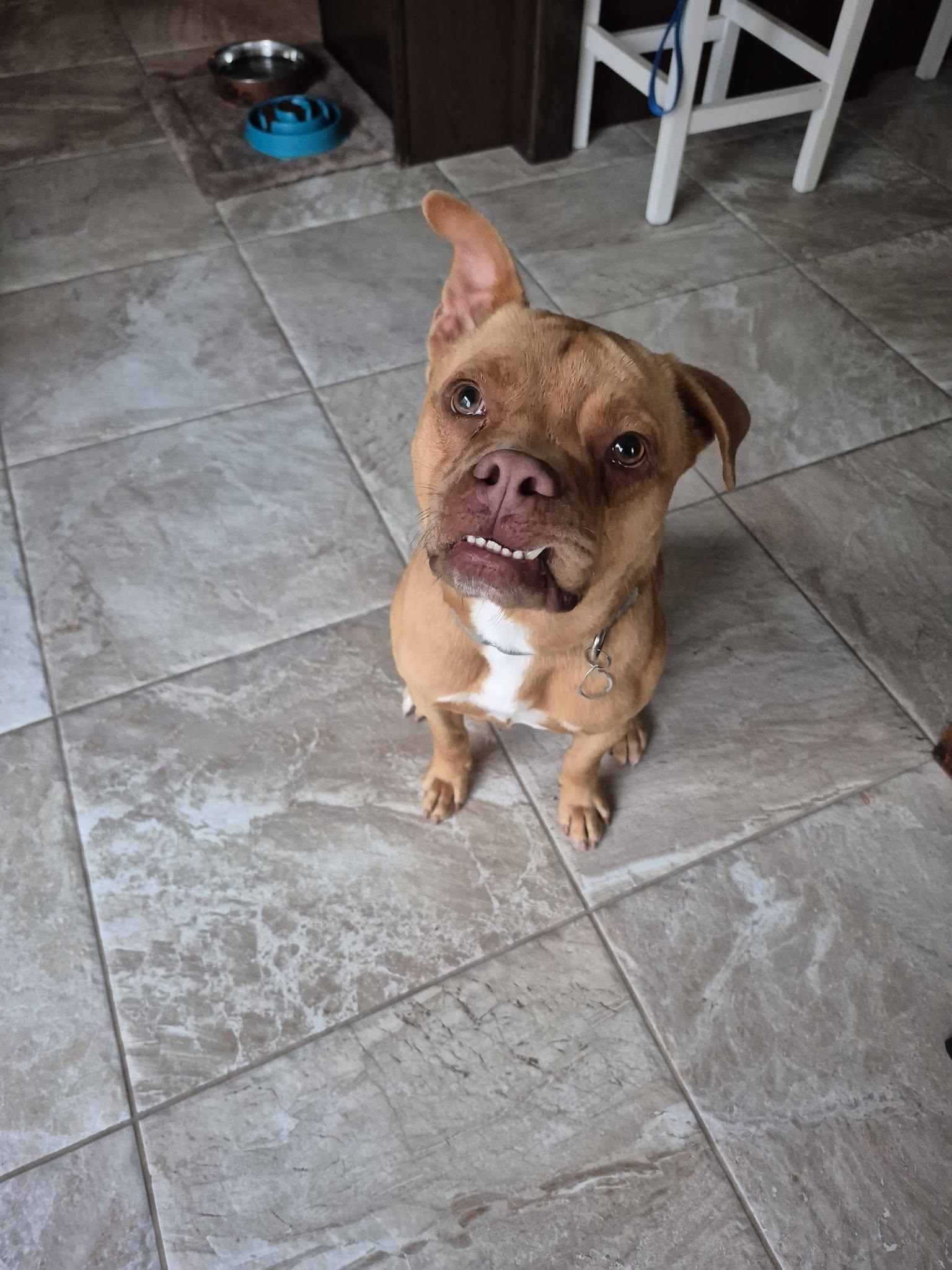 Rigsby, a ADOPTABLE mixed breed in Woodstock, ON image 5/5