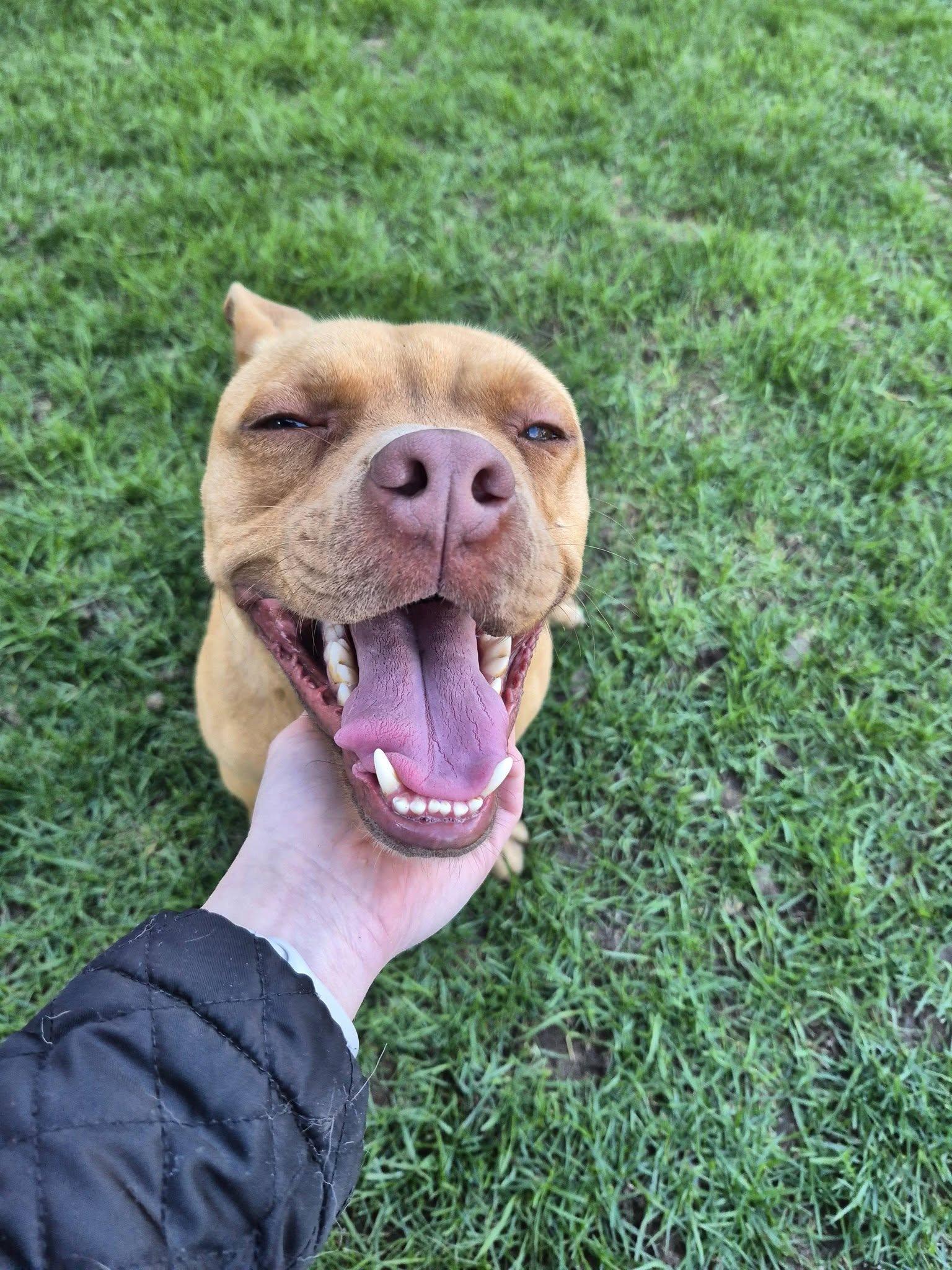 Rigsby, a ADOPTABLE mixed breed in Woodstock, ON image 4/5
