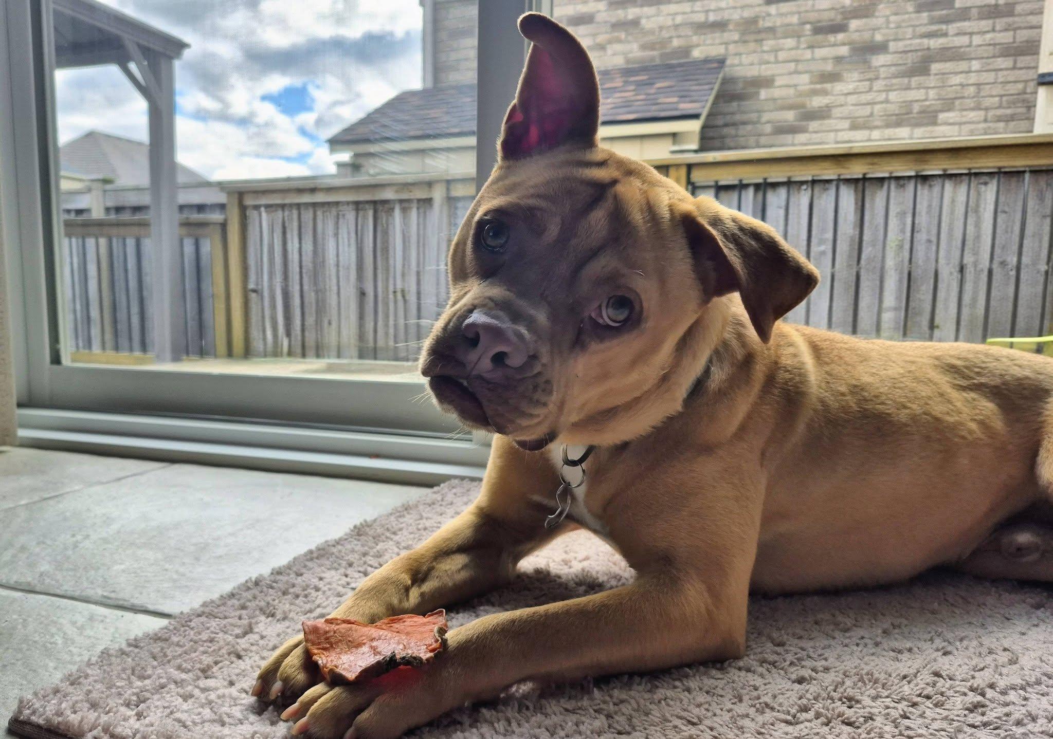  Rigsby, ADOPTABLE, Young Male Boxer.