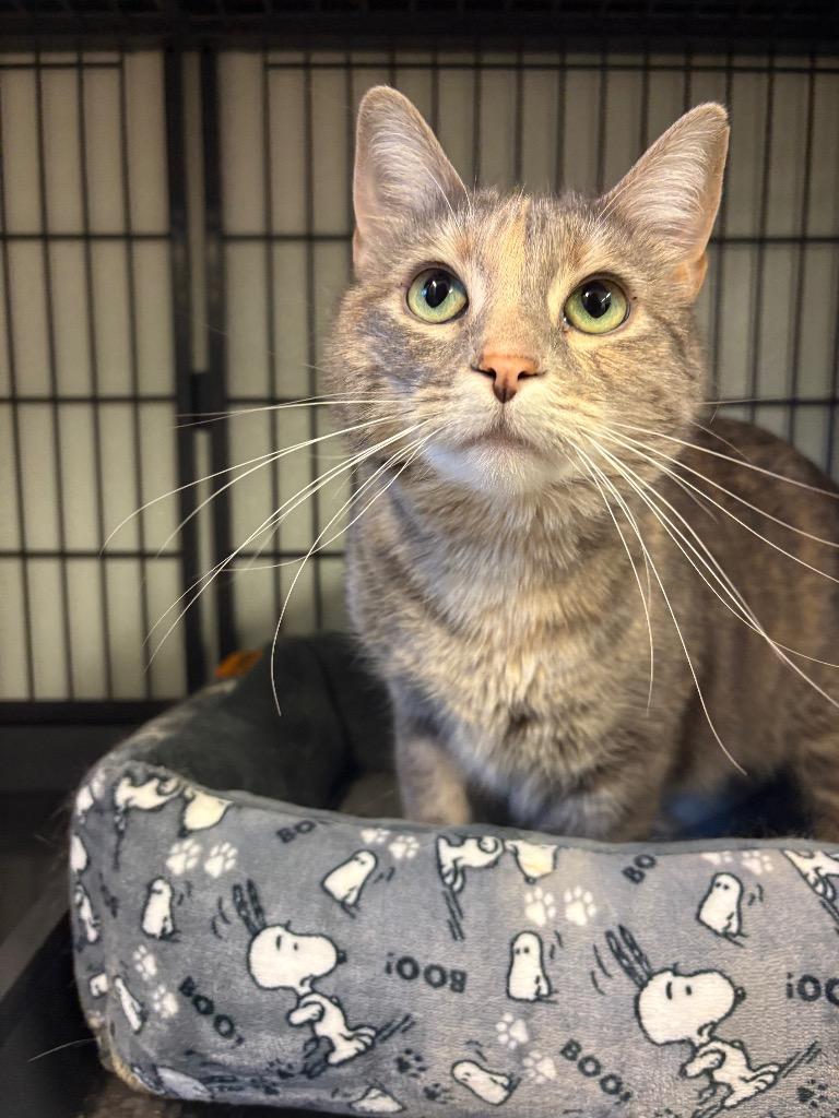 Chamomile, a Adoptable mixed breed in Rock Springs, WY image 1/5