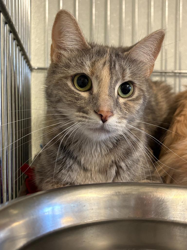 Chamomile, a Adoptable mixed breed in Rock Springs, WY image 2/5