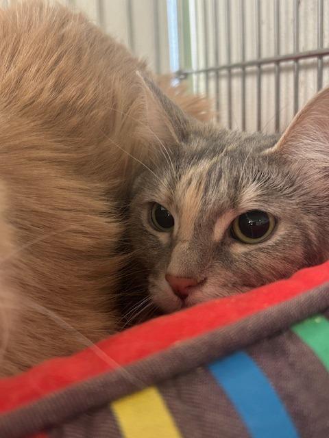 Chamomile, a Adoptable mixed breed in Rock Springs, WY image 3/5