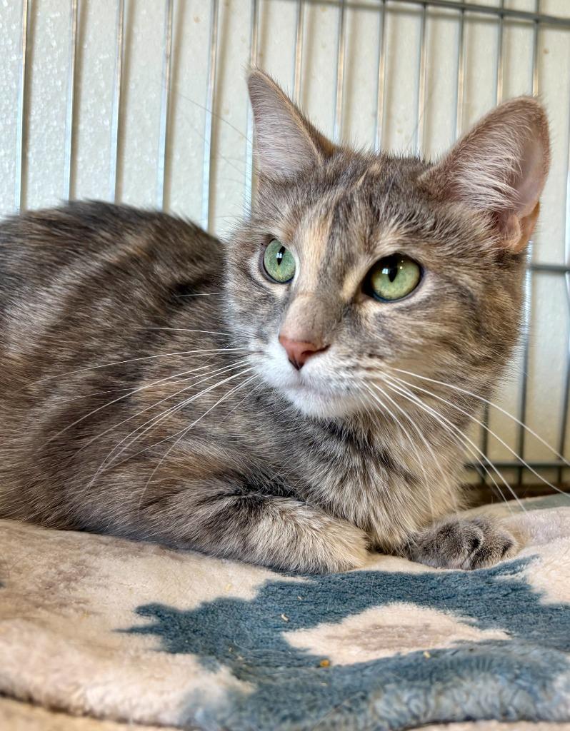 Chamomile, a Adoptable mixed breed in Rock Springs, WY image 4/5