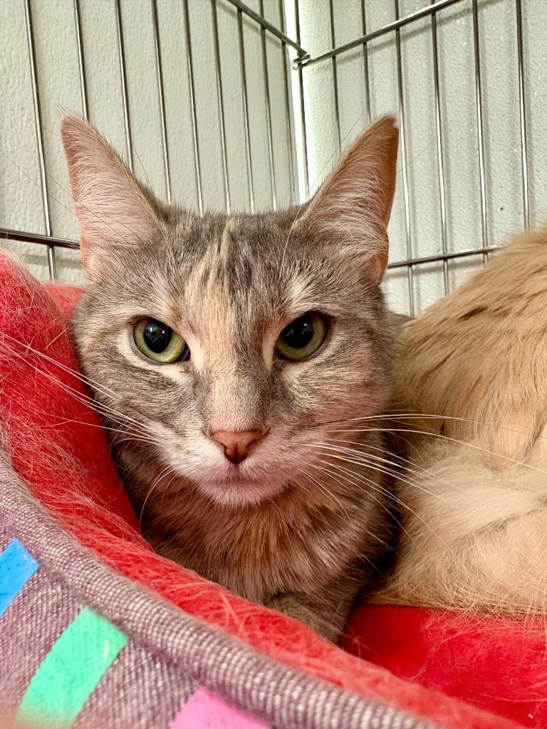 Chamomile, a Adoptable mixed breed in Rock Springs, WY image 5/5
