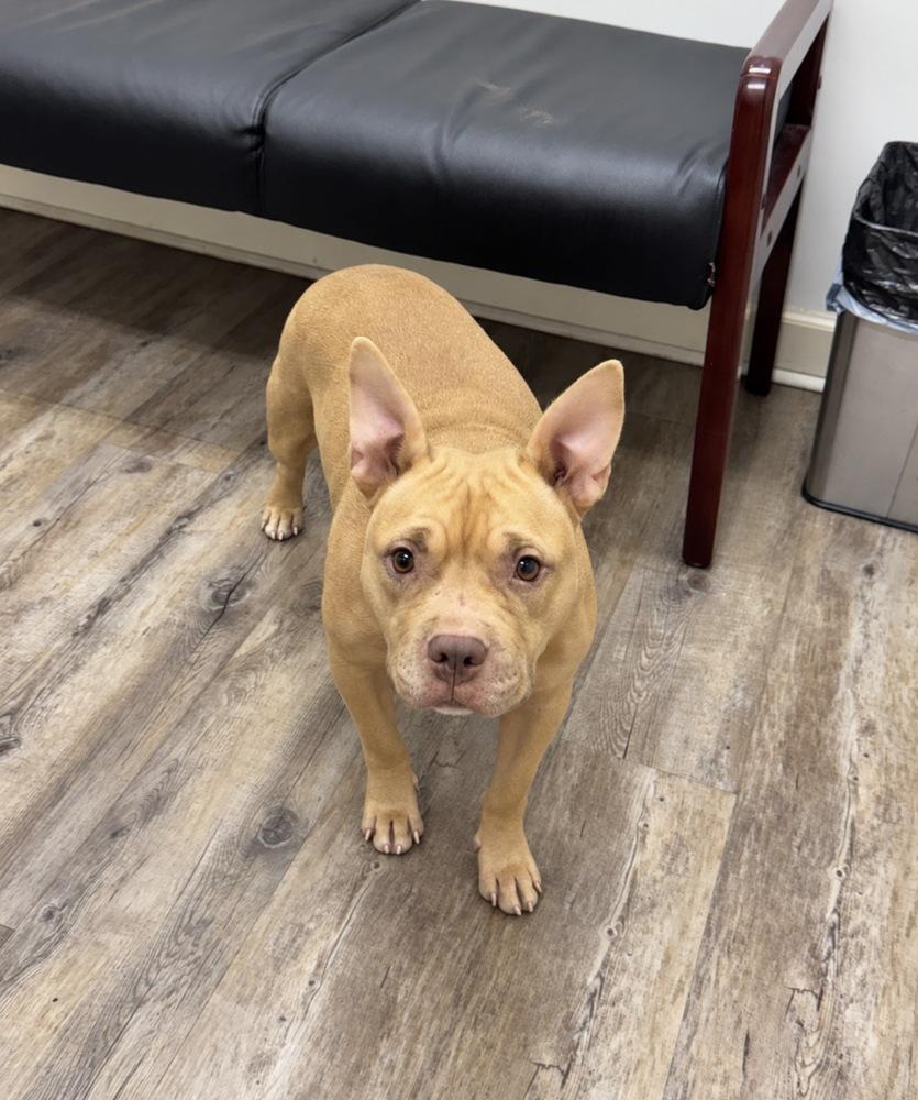 Enlarge Gypsy, a Adoptable mixed breed in Troy, AL image 1/2