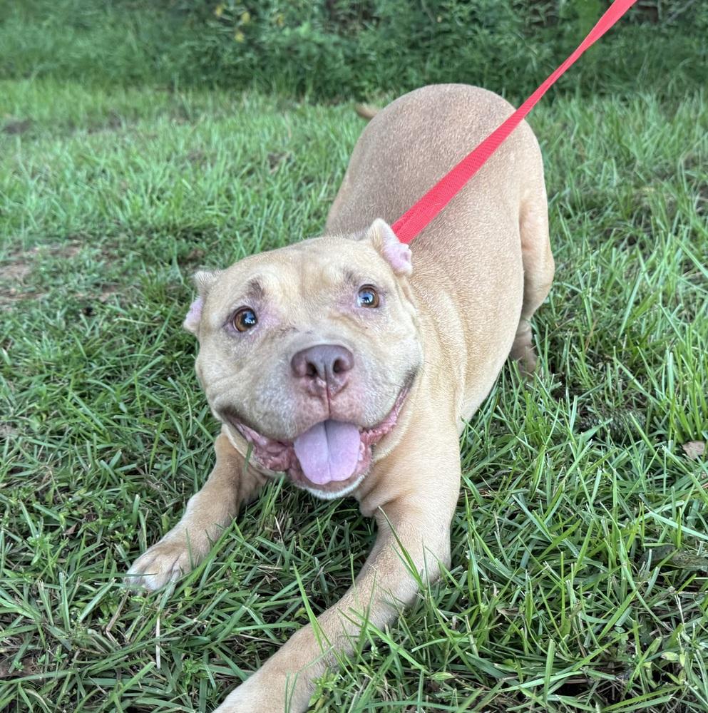 Enlarge Gypsy, a Adoptable mixed breed in Troy, AL image 2/2