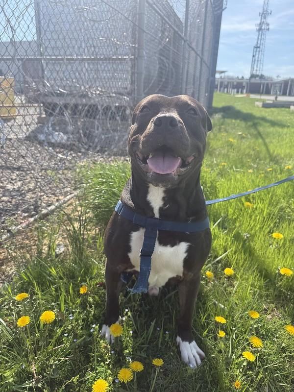 Enlarge Worm, a ADOPTABLE Mixed Breed in Thornton, PA image 6/6