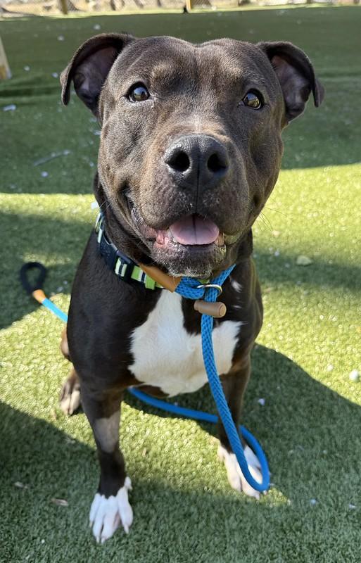 Worm, ADOPTABLE, Adult Male Mixed Breed.