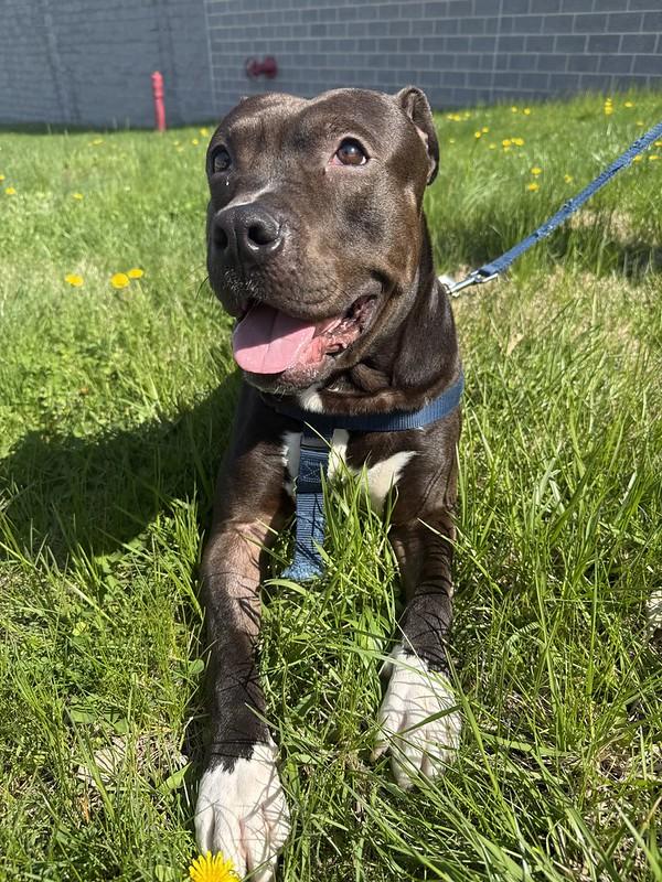 Enlarge Worm, a ADOPTABLE Mixed Breed in Thornton, PA image 5/6