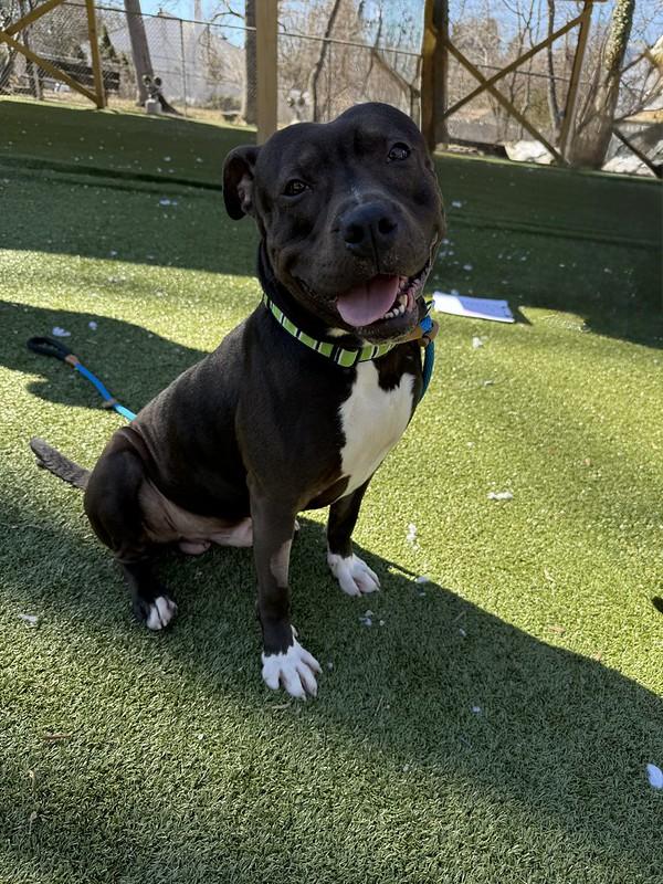 Enlarge Worm, a ADOPTABLE Mixed Breed in Thornton, PA image 2/6