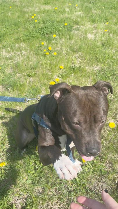 Enlarge Worm, a ADOPTABLE Mixed Breed in Thornton, PA video 4/6