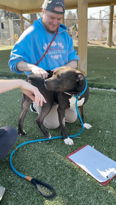 Enlarge Worm, a ADOPTABLE Mixed Breed in Thornton, PA video 3/6