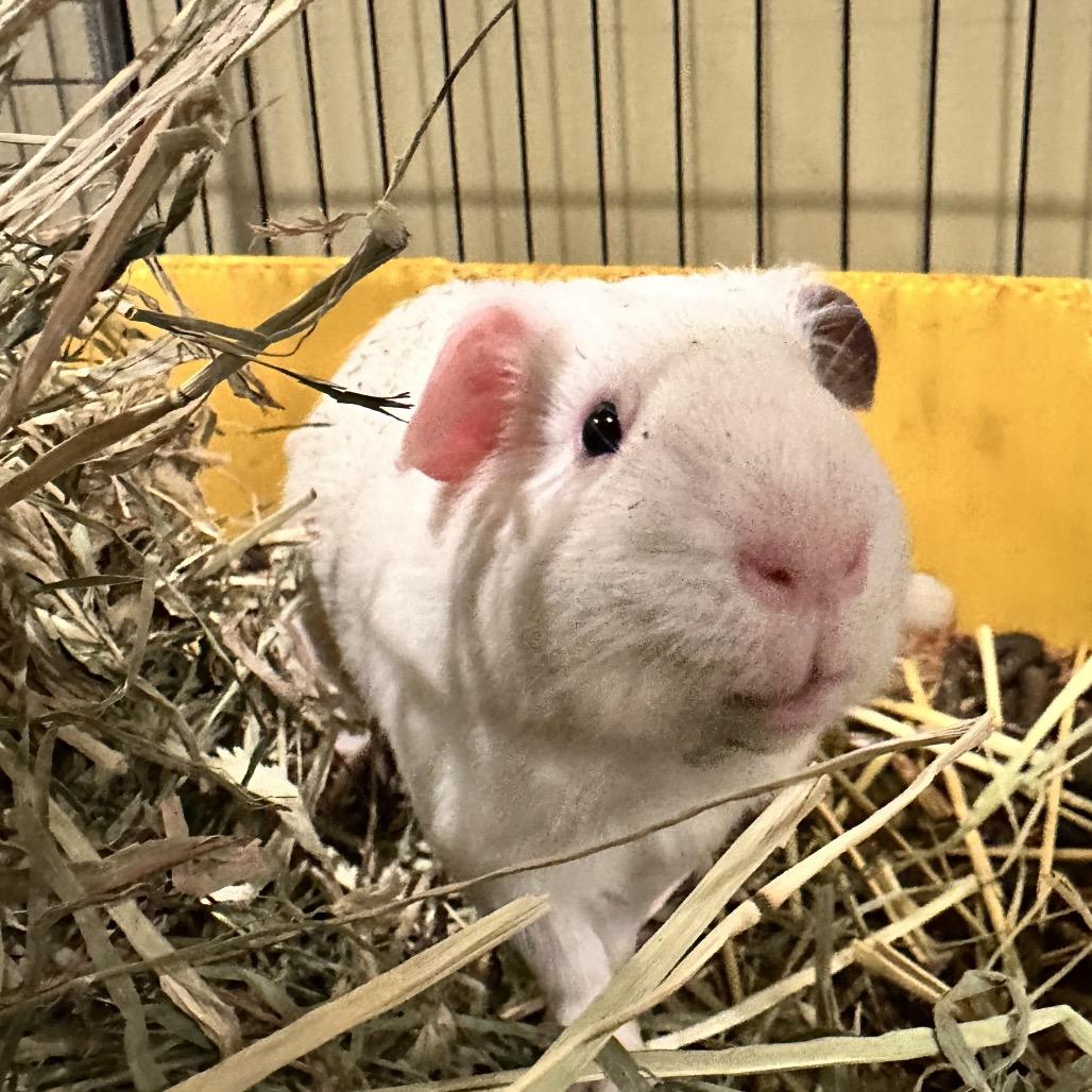 Enlarge Ronald Pigsly (bonded to Harry Pigler), a Adoptable Guinea Pig in Decatur, GA image 1/1