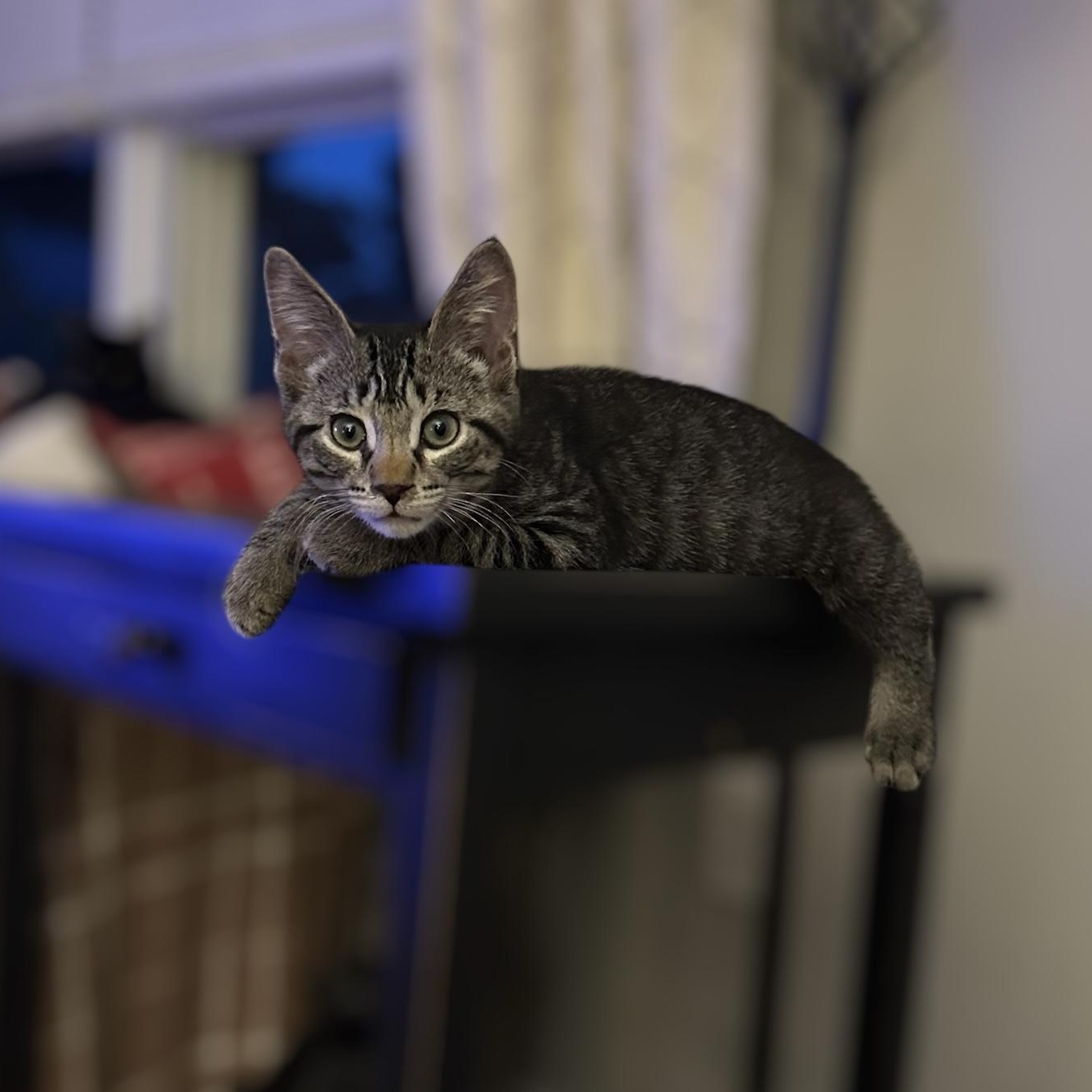 Otto