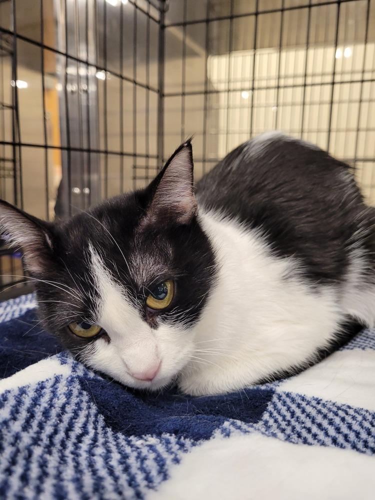 Enlarge Mojave, a Adoptable Domestic Short Hair in Gonzales, LA image 1/1