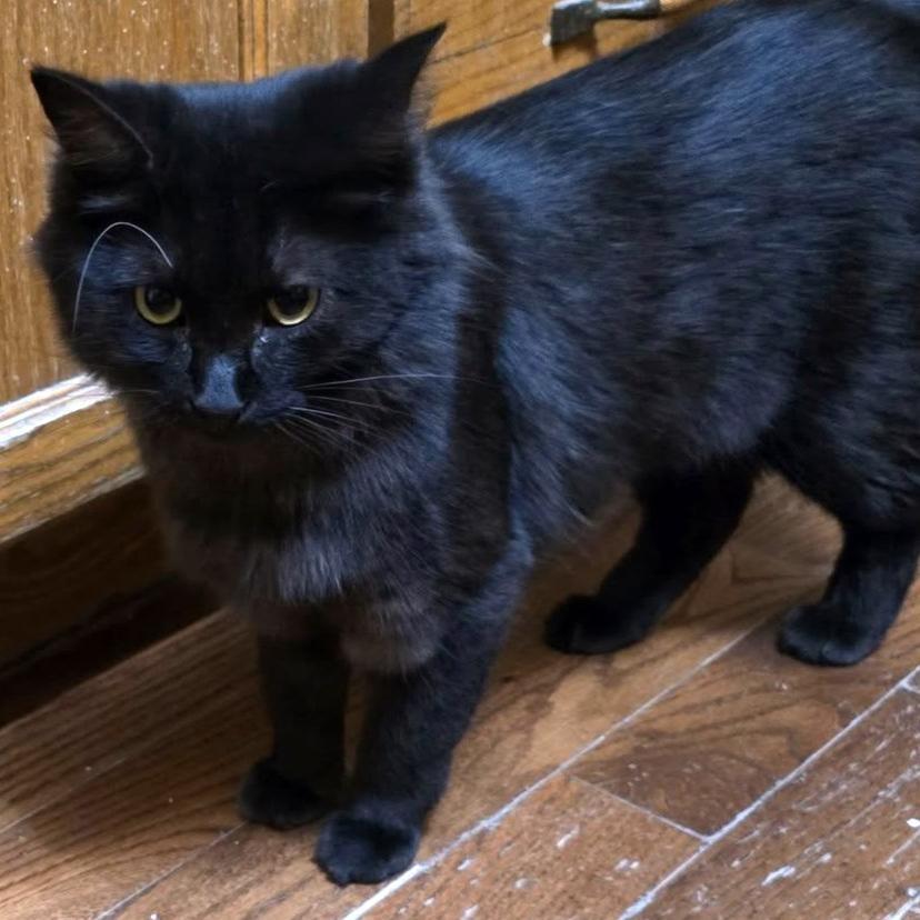 Nora - A Playful & Stunning Sweetheart!, a Adoptable Domestic Medium Hair in Hamilton, ON image 1/2
