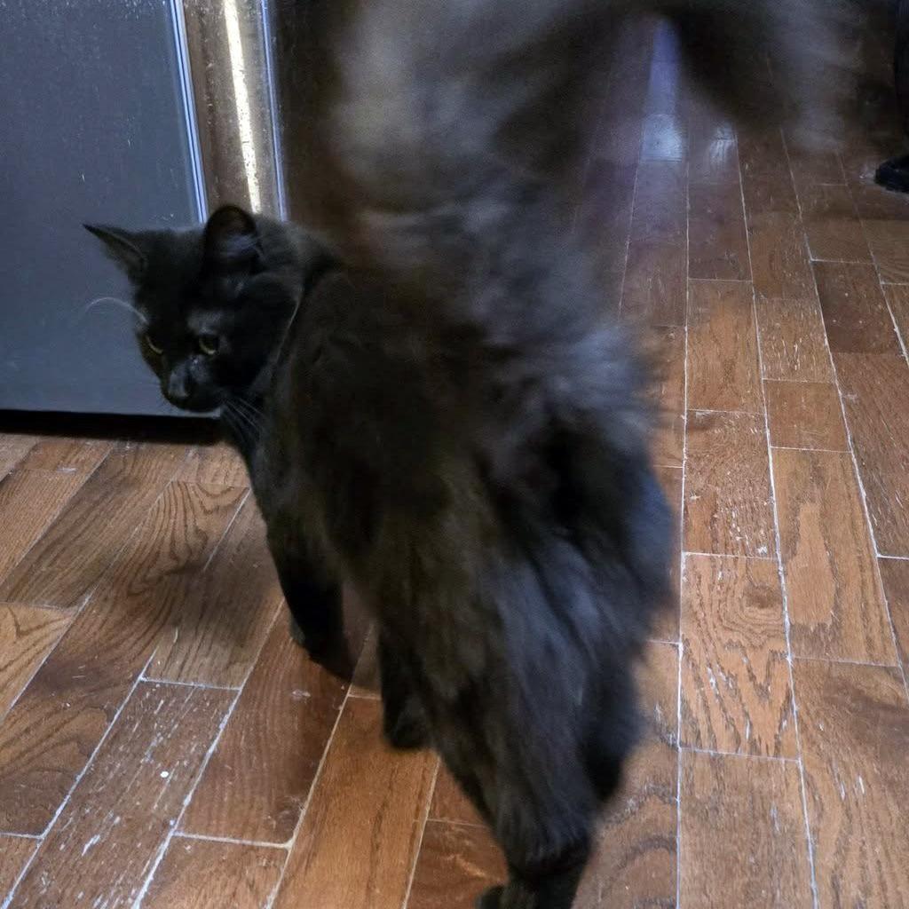 Nora - A Playful & Stunning Sweetheart!, a Adoptable Domestic Medium Hair in Hamilton, ON image 2/2