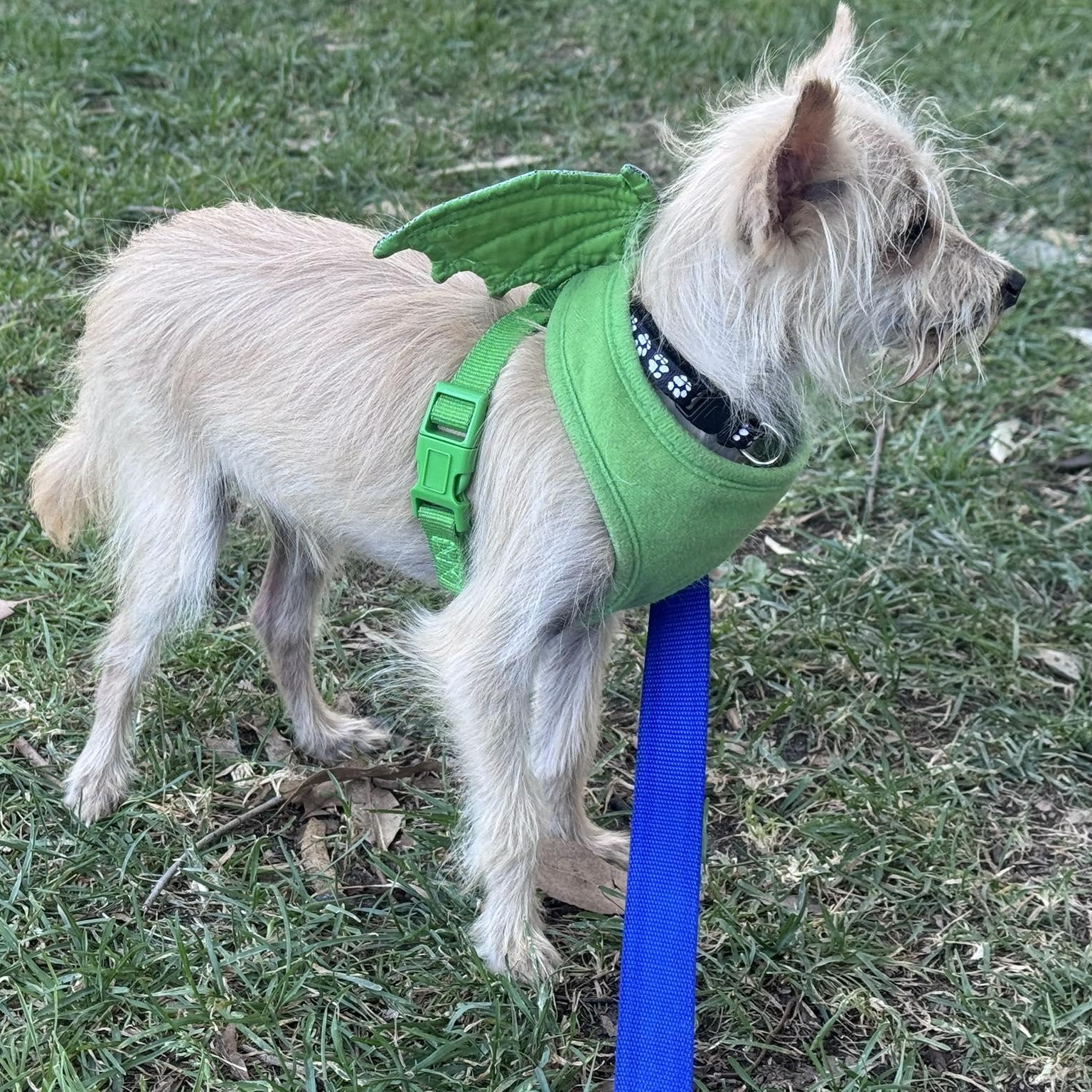 Enlarge KING C 8 months 7 lbs, a Adoptable mixed breed in Aliso Viejo, CA image 3/6