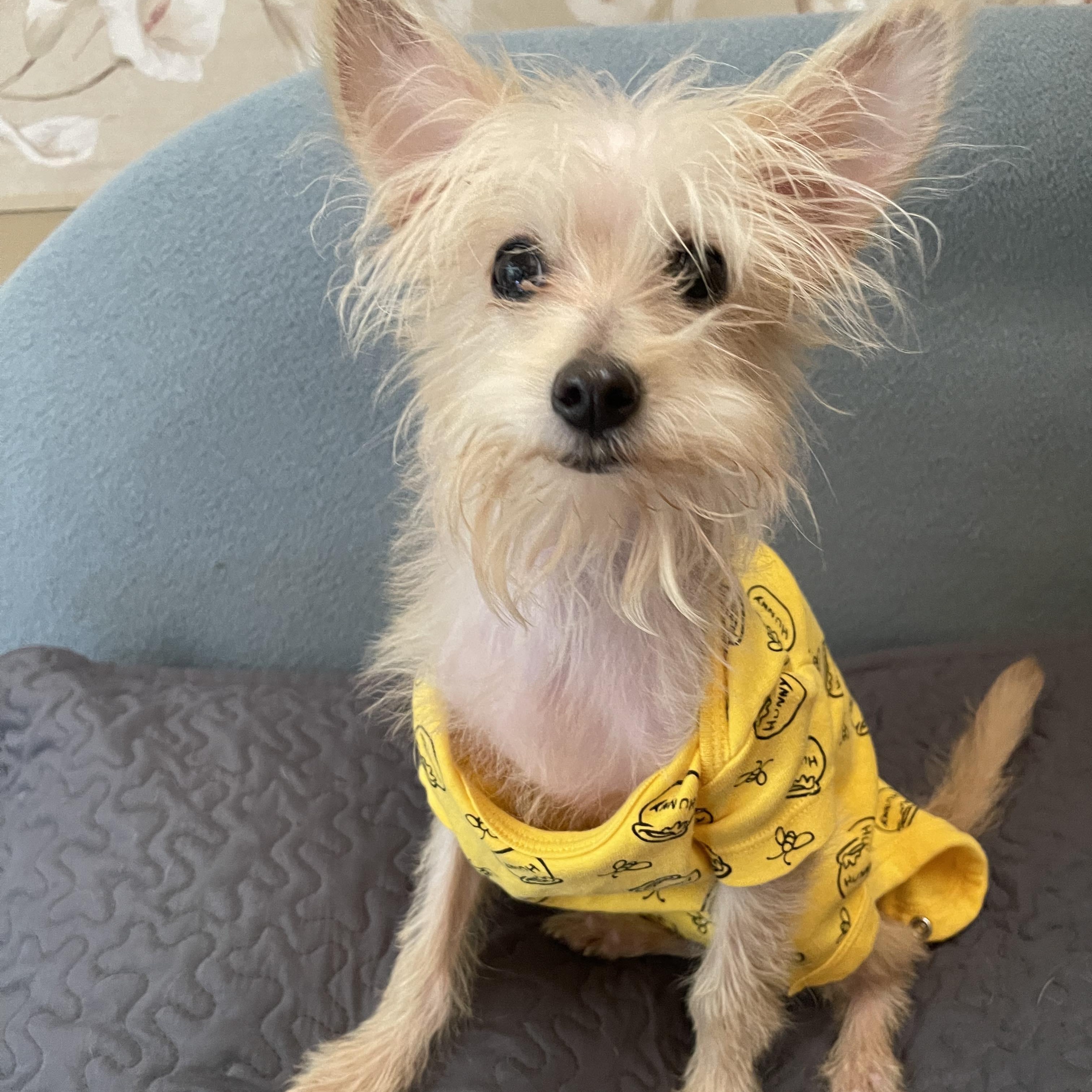 Enlarge KING C 8 months 7 lbs, a Adoptable mixed breed in Aliso Viejo, CA image 1/6