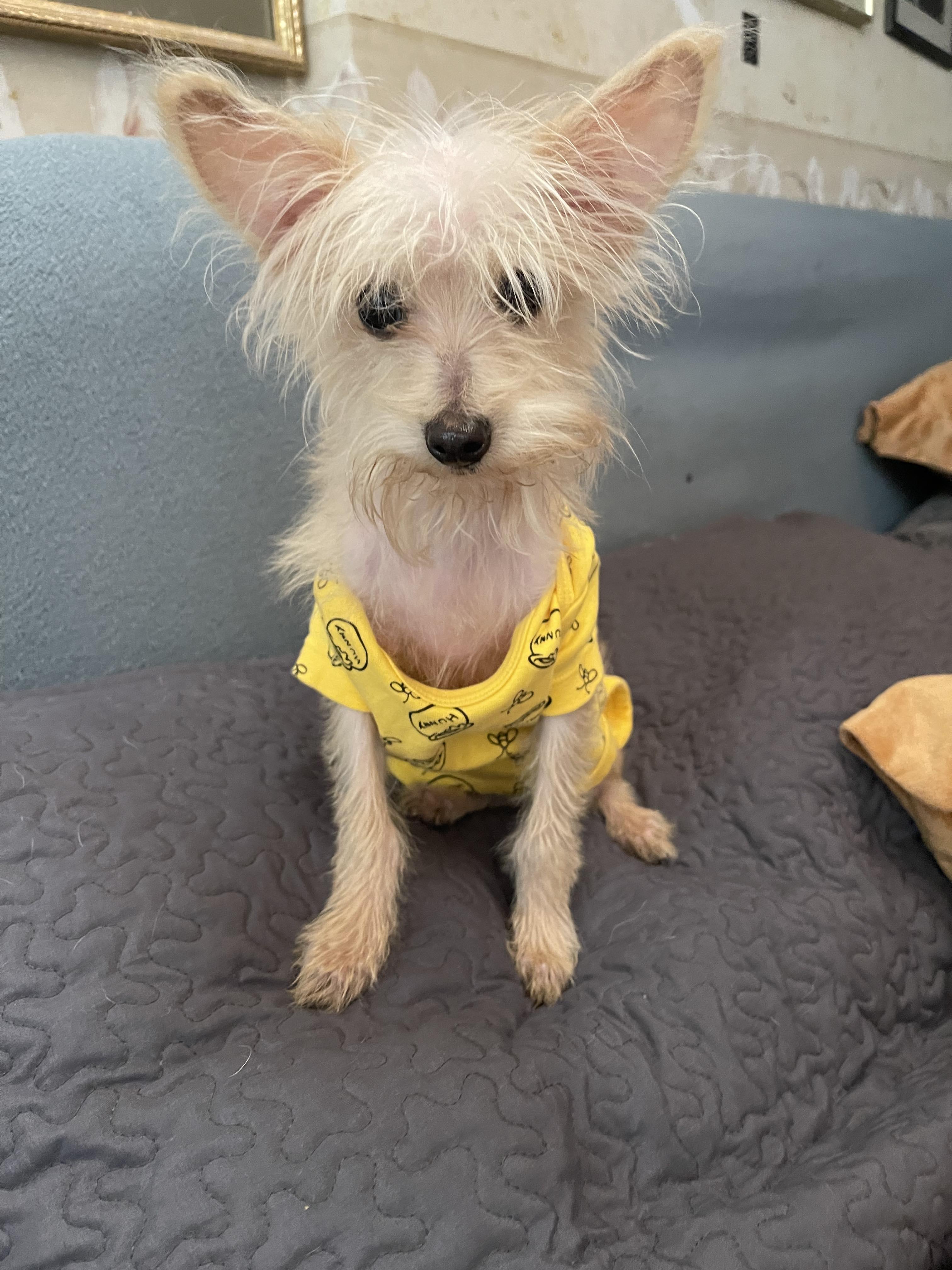 Enlarge KING C 8 months 7 lbs, a Adoptable mixed breed in Aliso Viejo, CA image 5/6