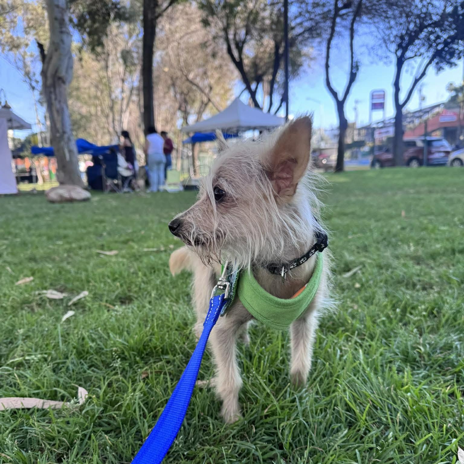Enlarge KING C 8 months 7 lbs, a Adoptable mixed breed in Aliso Viejo, CA image 2/6