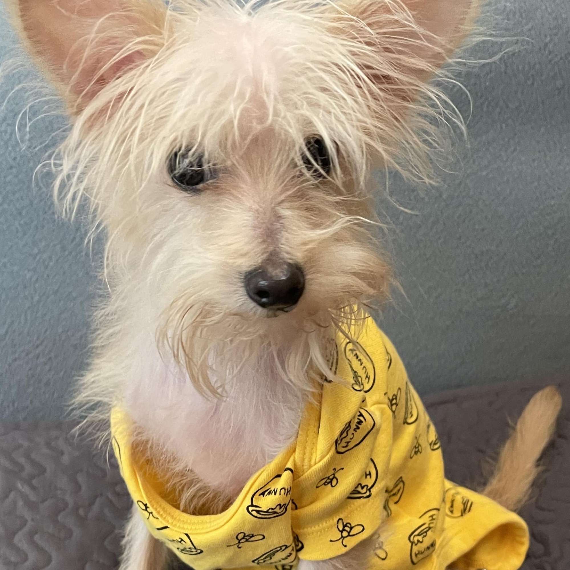 Enlarge KING C 8 months 7 lbs, a Adoptable mixed breed in Aliso Viejo, CA image 4/6