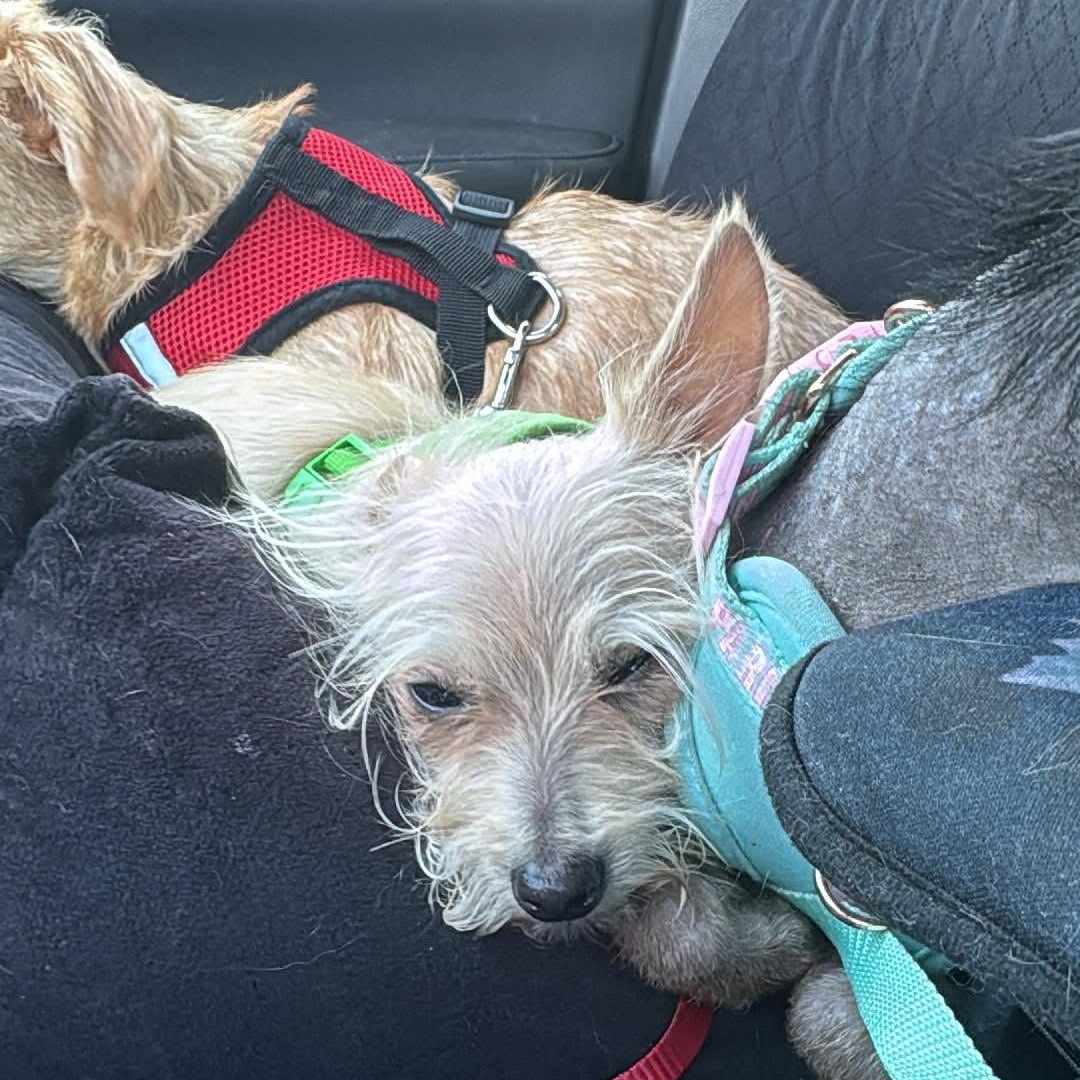 Enlarge KING C 8 months 7 lbs, a Adoptable mixed breed in Aliso Viejo, CA image 6/6