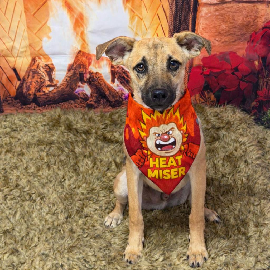 Heat Miser, Adoptable, Puppy Male Shepherd.