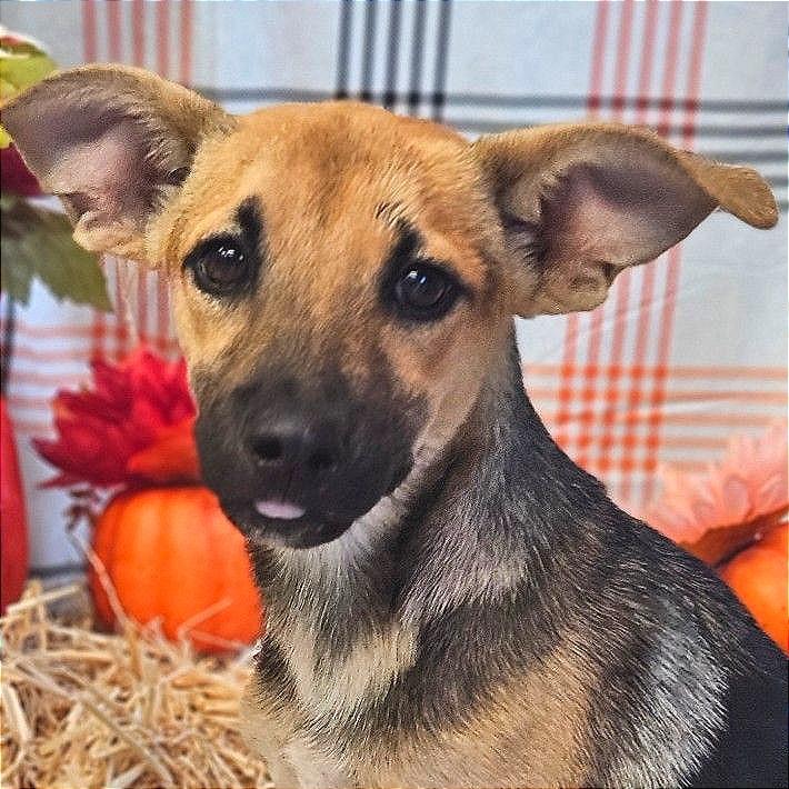 Enlarge Heat Miser, a Adoptable mixed breed in Binghamton, NY image 3/6