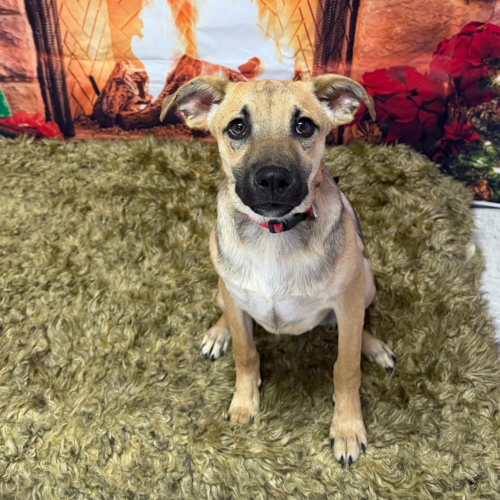 Enlarge Heat Miser, a Adoptable mixed breed in Binghamton, NY image 6/6