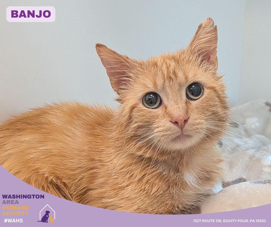 Enlarge Banjo, a ADOPTABLE mixed breed in Eighty Four, PA image 1/1