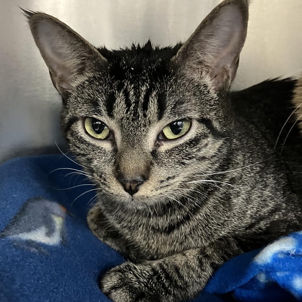 Ashlynn, Adoptable, Young Female Domestic Short Hair.