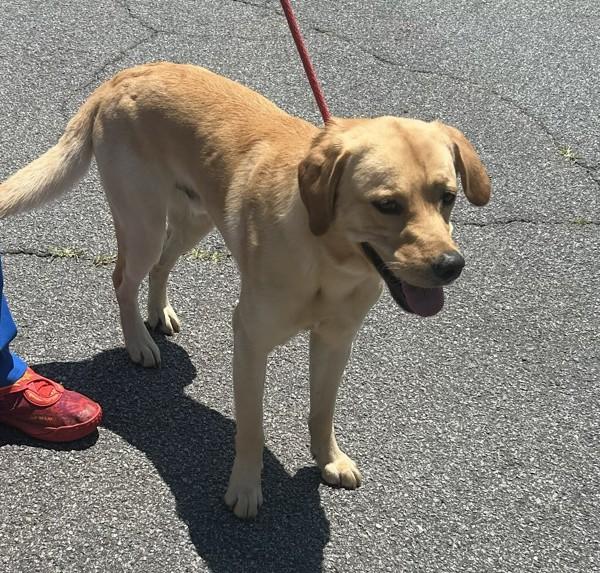 26-05-1253 Dodger, Adoptable, Adult Male Labrador Retriever.