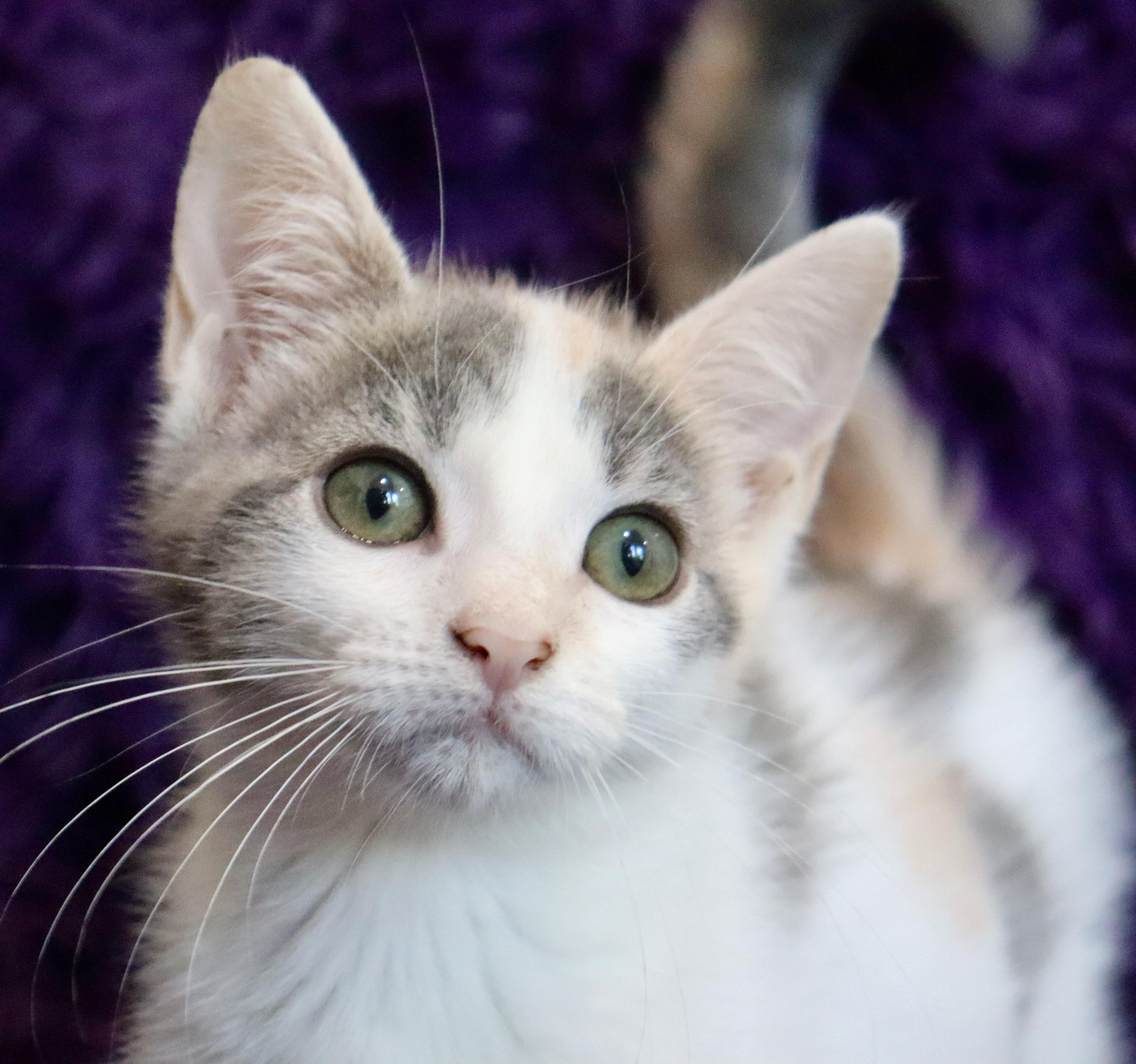 Enlarge Mina, a Adopted mixed breed in Saint Augustine, FL image 6/6