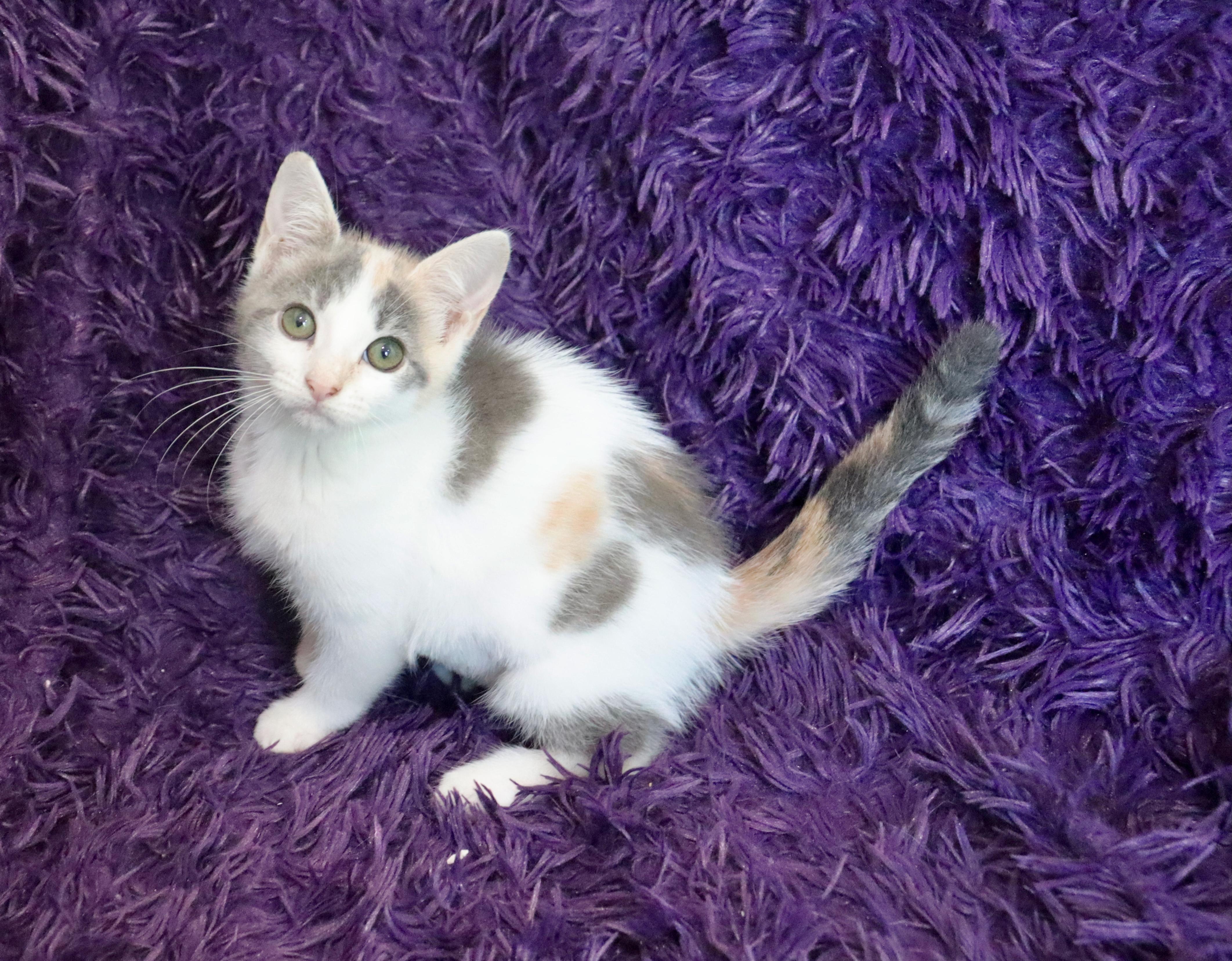 Enlarge Mina, a Adopted mixed breed in Saint Augustine, FL image 2/6