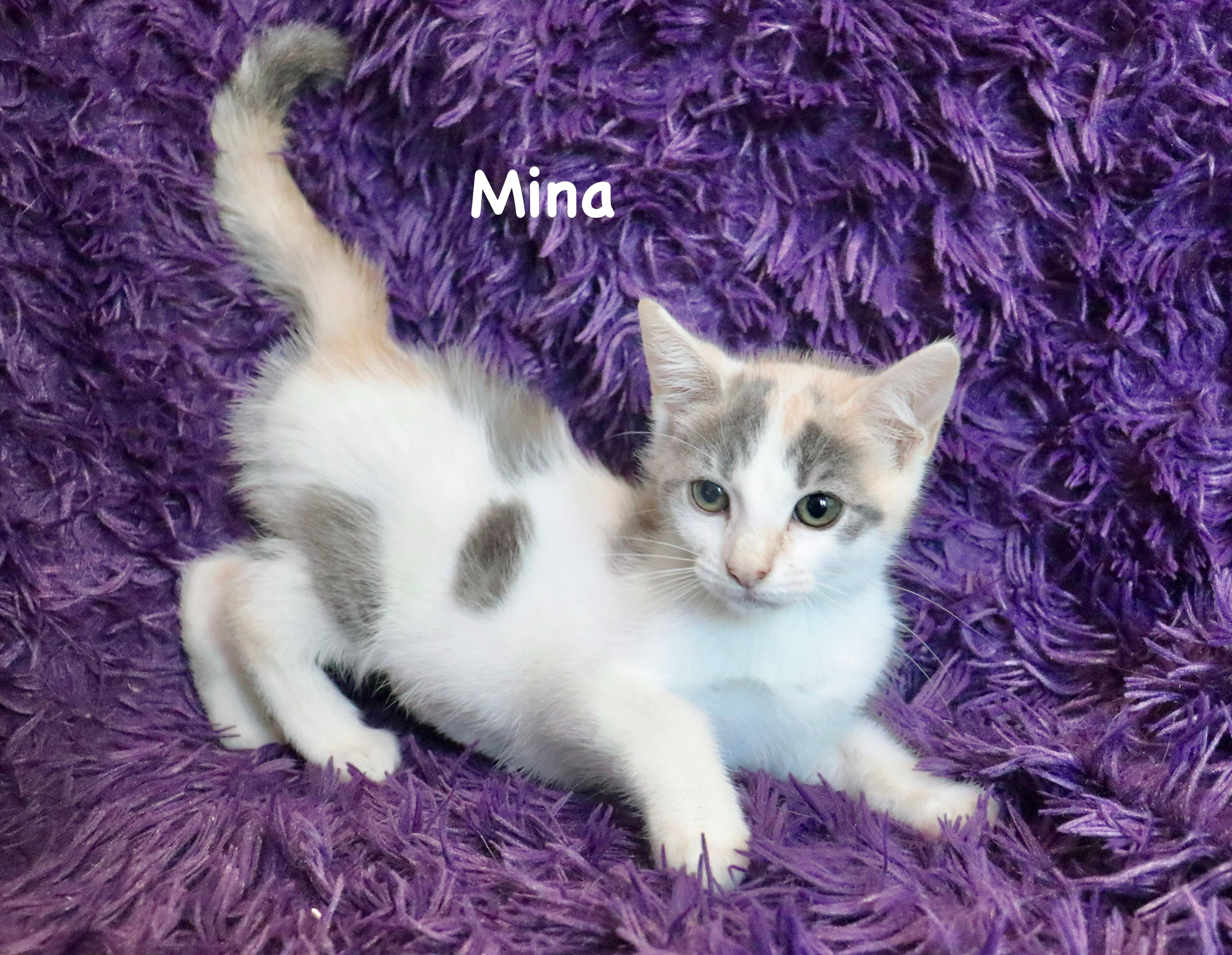 Mina, Adopted, Kitten Female Dilute Calico.