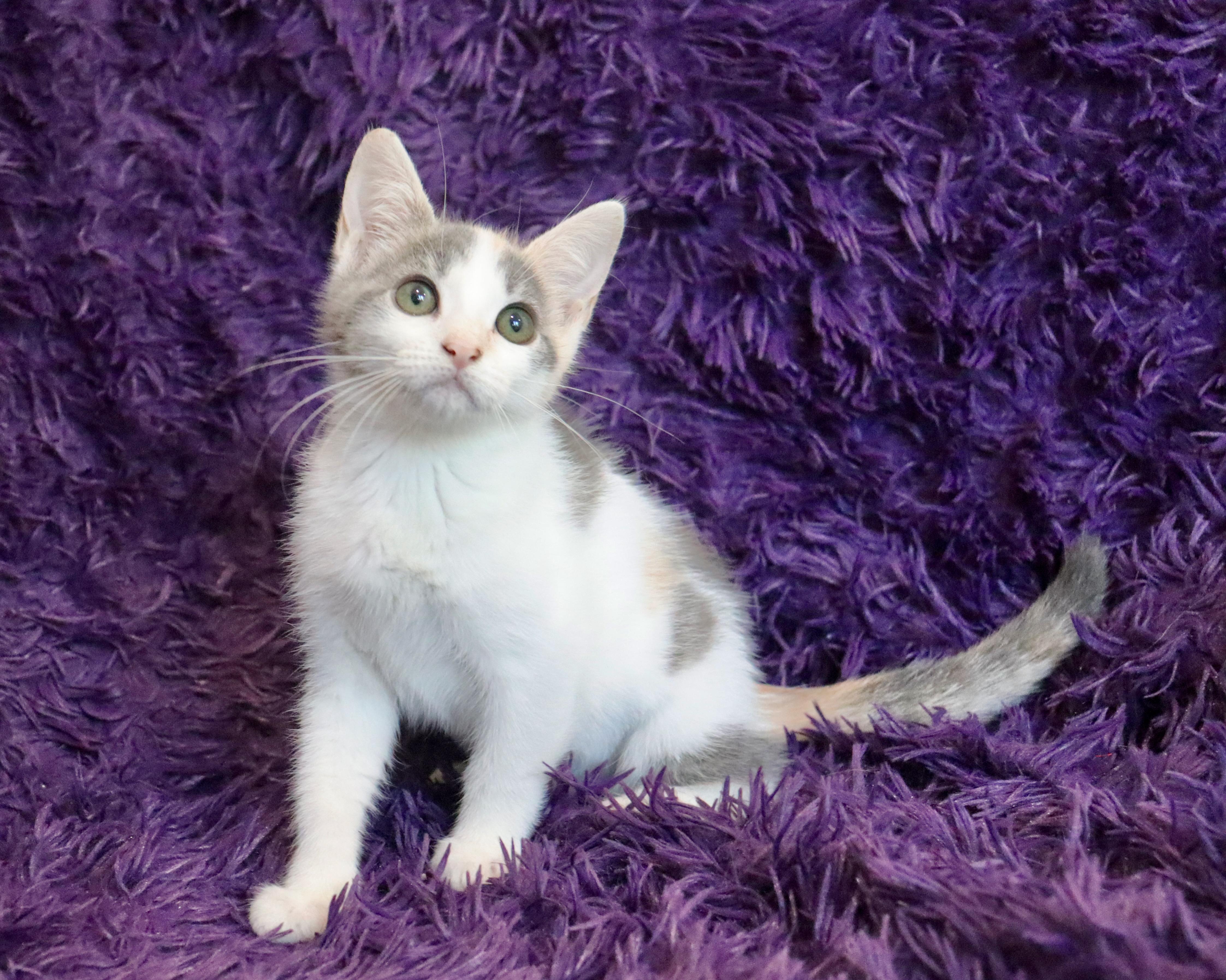 Enlarge Mina, a Adopted mixed breed in Saint Augustine, FL image 5/6