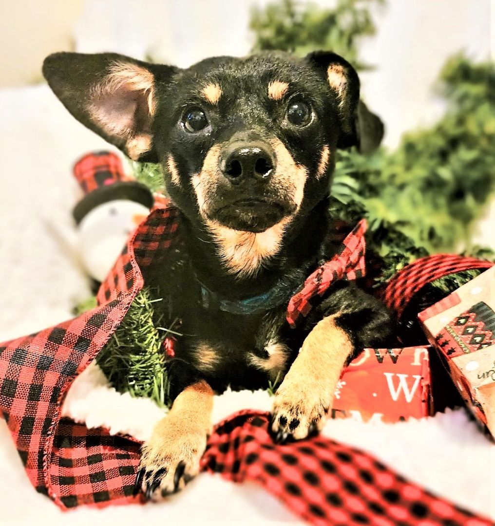 Enlarge Radar, a Adopted mixed breed in Bradenton, FL image 1/6