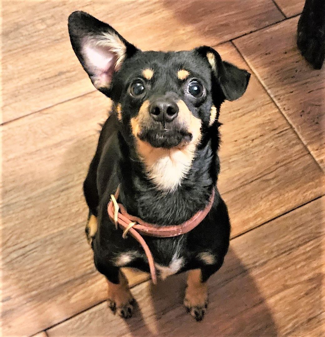 Enlarge Radar, a Adopted mixed breed in Bradenton, FL image 2/6