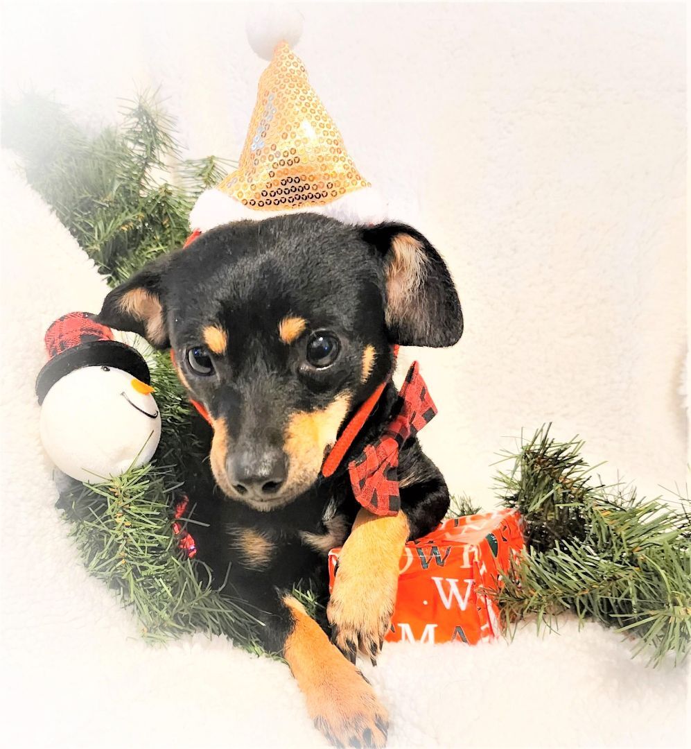 Enlarge Radar, a Adopted mixed breed in Bradenton, FL image 3/6