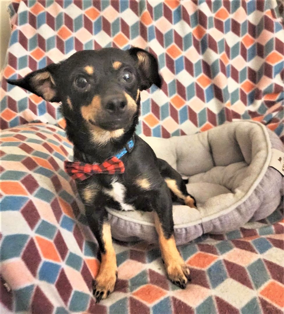 Enlarge Radar, a Adopted mixed breed in Bradenton, FL image 4/6